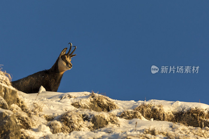 羚羊在冬天享受早晨的阳光，阿尔卑斯山(Rupicapra Rupicapra)